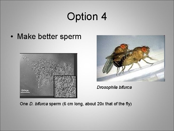 Option 4 • Make better sperm Drosophila bifurca One D. bifurca sperm (6 cm