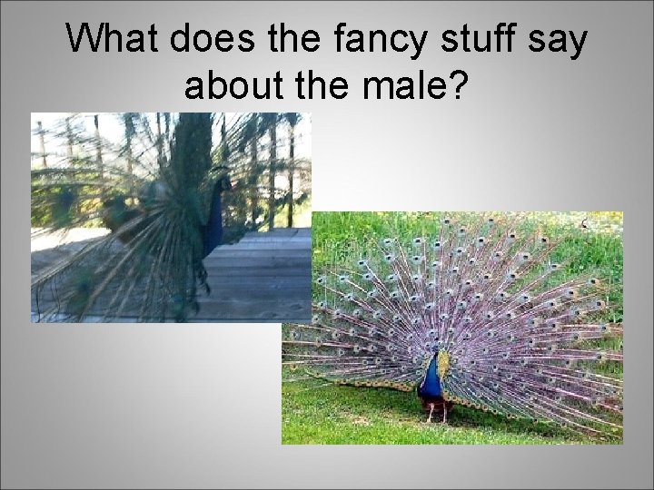 What does the fancy stuff say about the male? 