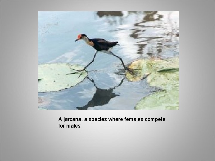 A jarcana, a species where females compete for males 