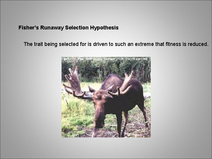 Fisher’s Runaway Selection Hypothesis The trait being selected for is driven to such an