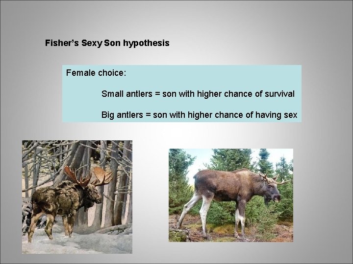 Fisher’s Sexy Son hypothesis Female choice: Small antlers = son with higher chance of