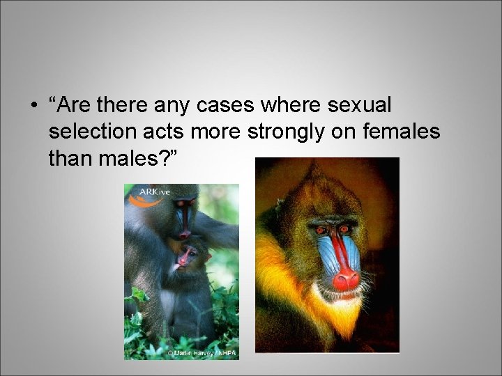 • “Are there any cases where sexual selection acts more strongly on females