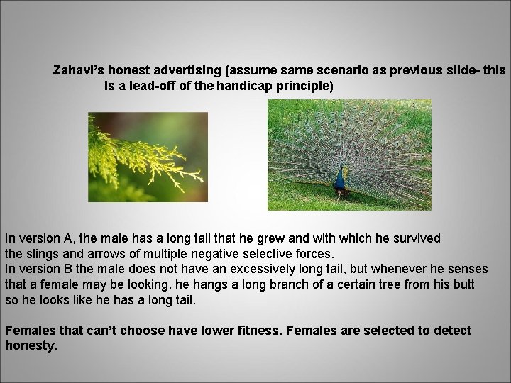 Zahavi’s honest advertising (assume same scenario as previous slide- this Is a lead-off of