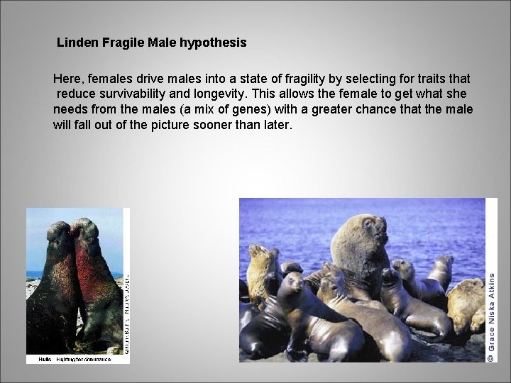 Linden Fragile Male hypothesis Here, females drive males into a state of fragility by