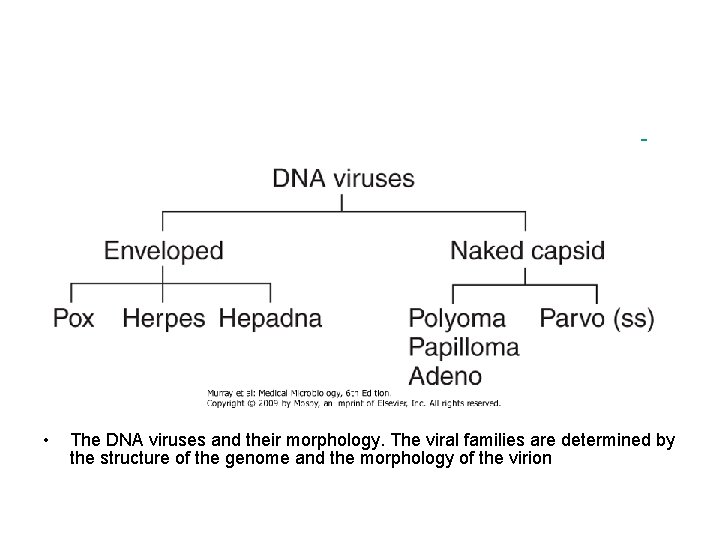  • The DNA viruses and their morphology. The viral families are determined by