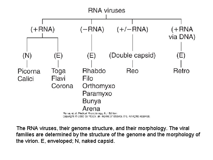  The RNA viruses, their genome structure, and their morphology. The viral families are