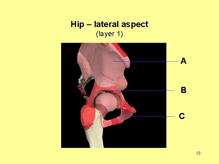 Hip – lateral aspect (layer 1) A B C 10 