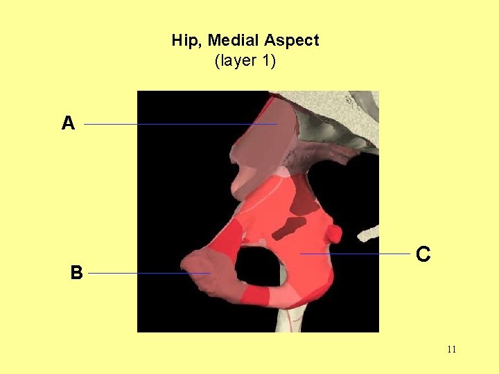 Hip, Medial Aspect (layer 1) A B C 11 