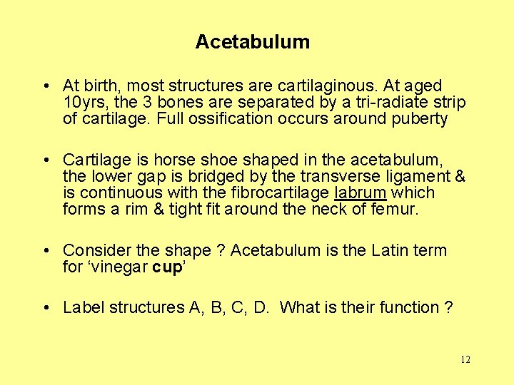 Acetabulum • At birth, most structures are cartilaginous. At aged 10 yrs, the 3