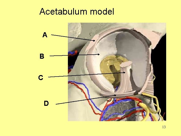 Acetabulum model A B C D 13 
