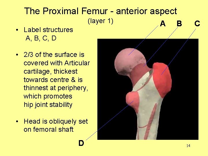 The Proximal Femur - anterior aspect (layer 1) • Label structures A, B, C,