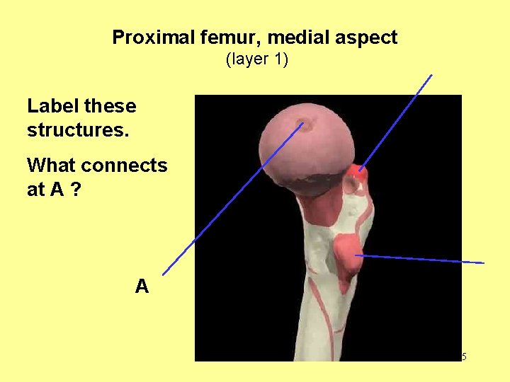 Proximal femur, medial aspect (layer 1) Label these structures. What connects at A ?