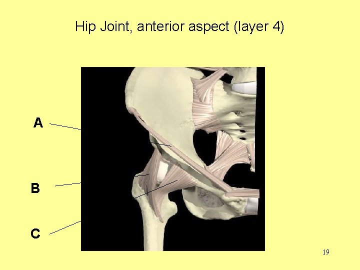 Hip Joint, anterior aspect (layer 4) A B C 19 