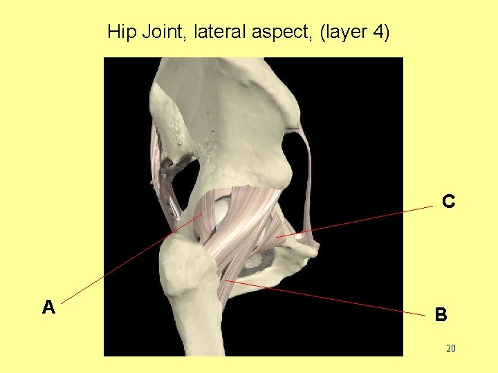 Hip Joint, lateral aspect, (layer 4) C A B 20 