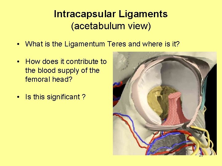 Intracapsular Ligaments (acetabulum view) • What is the Ligamentum Teres and where is it?