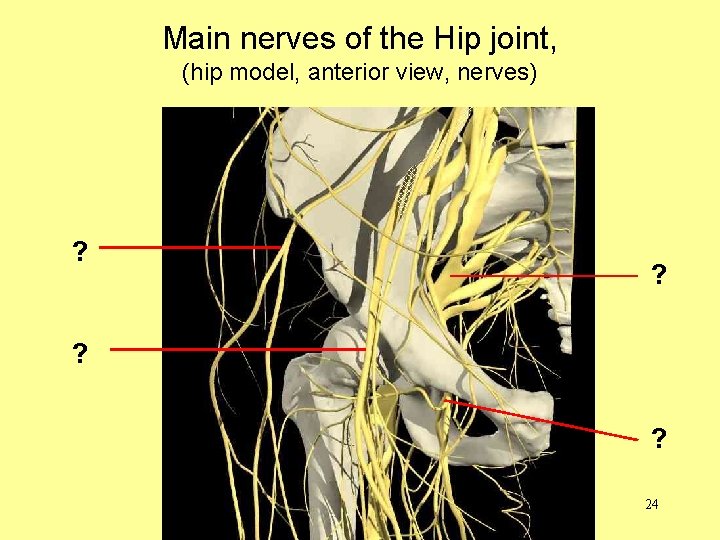 Main nerves of the Hip joint, (hip model, anterior view, nerves) ? ? ?