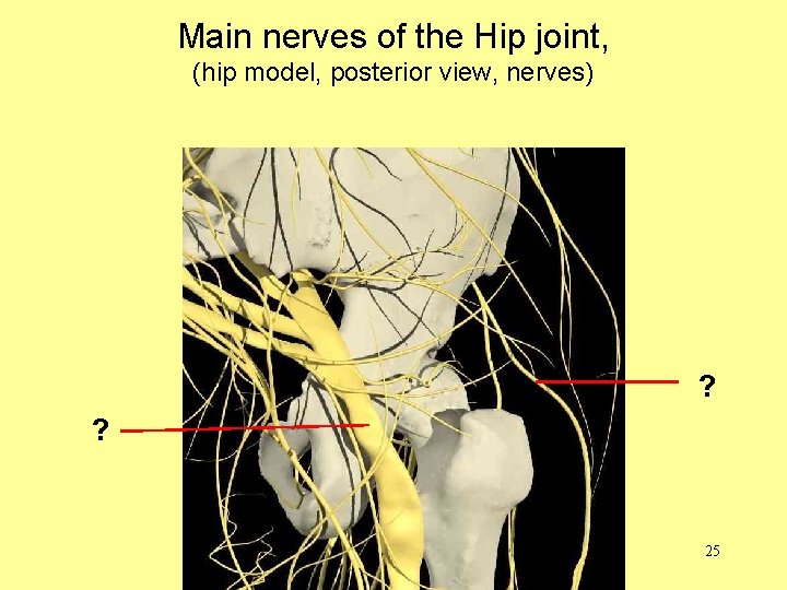 Main nerves of the Hip joint, (hip model, posterior view, nerves) ? ? 25