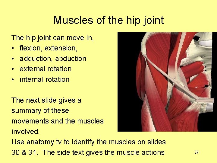 Muscles of the hip joint The hip joint can move in, • flexion, extension,