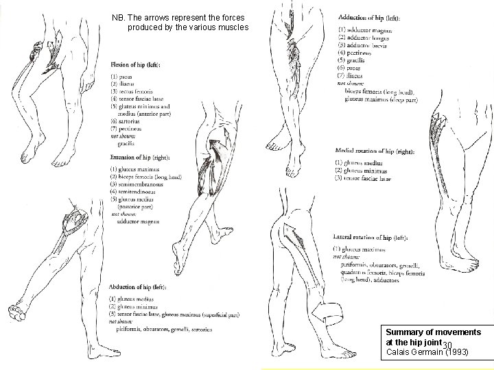 NB. The arrows represent the forces produced by the various muscles Summary of movements