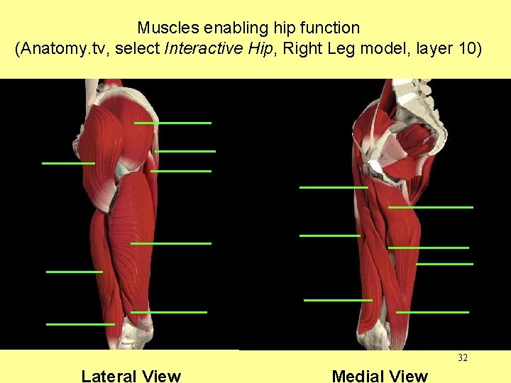 Muscles enabling hip function (Anatomy. tv, select Interactive Hip, Right Leg model, layer 10)
