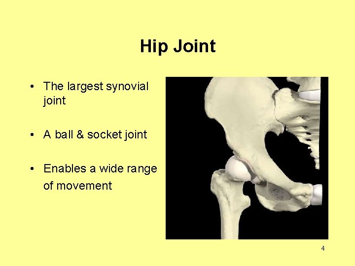 Hip Joint • The largest synovial joint • A ball & socket joint •