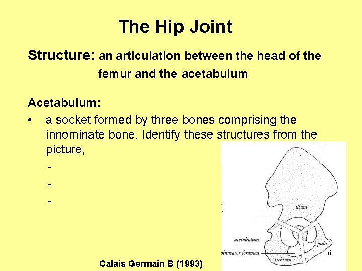 The Hip Joint Structure: an articulation between the head of the femur and the