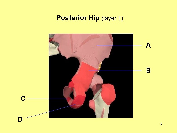 Posterior Hip (layer 1) A B C D 9 
