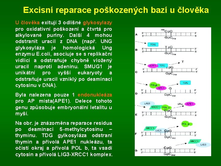 Excisní reparace poškozených bazí u člověka U člověka exitují 3 odlišné glykosylazy pro oxidativní