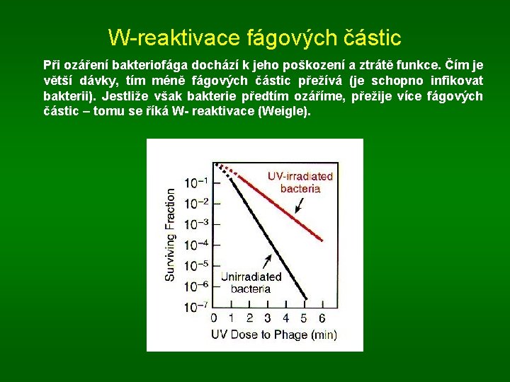 W-reaktivace fágových částic Při ozáření bakteriofága dochází k jeho poškození a ztrátě funkce. Čím