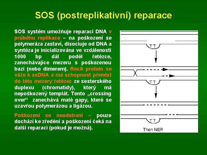 SOS (postreplikativní) reparace SOS systém umožňuje reparaci DNA v průběhu replikace – na poškození