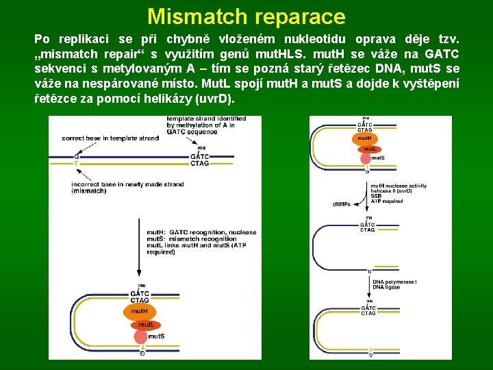 Mismatch reparace Po replikaci se při chybně vloženém nukleotidu oprava děje tzv. „mismatch repair“