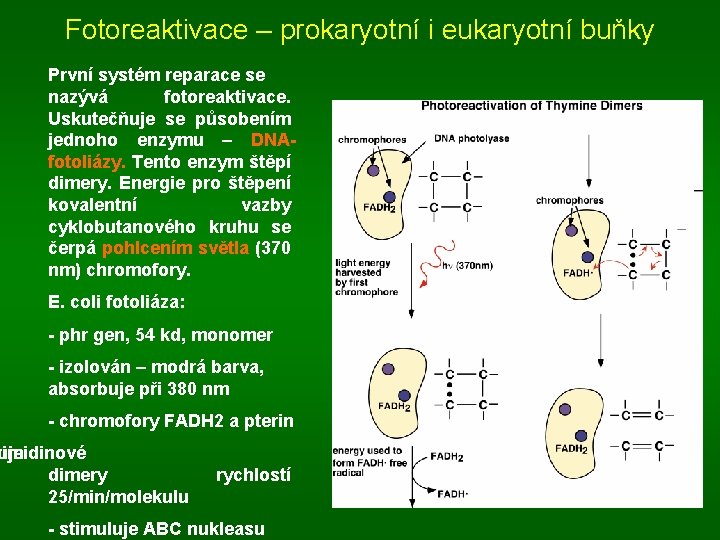 Fotoreaktivace – prokaryotní i eukaryotní buňky První systém reparace se nazývá fotoreaktivace. Uskutečňuje se