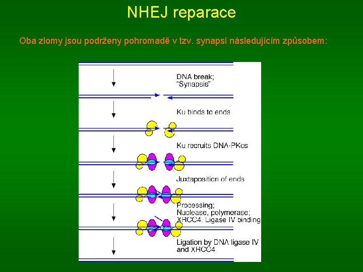 NHEJ reparace Oba zlomy jsou podrženy pohromadě v tzv. synapsi následujícím způsobem: 
