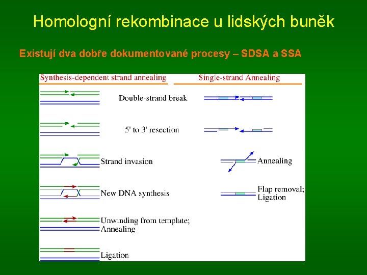 Homologní rekombinace u lidských buněk Existují dva dobře dokumentované procesy – SDSA a SSA