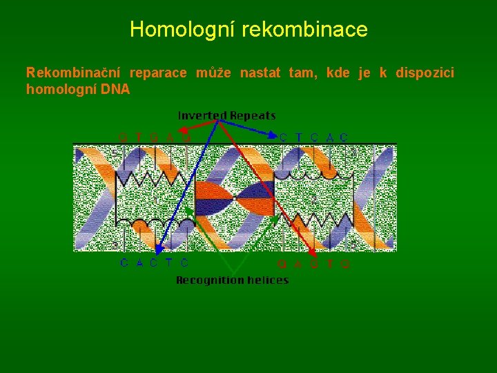 Homologní rekombinace Rekombinační reparace může nastat tam, kde je k dispozici homologní DNA 