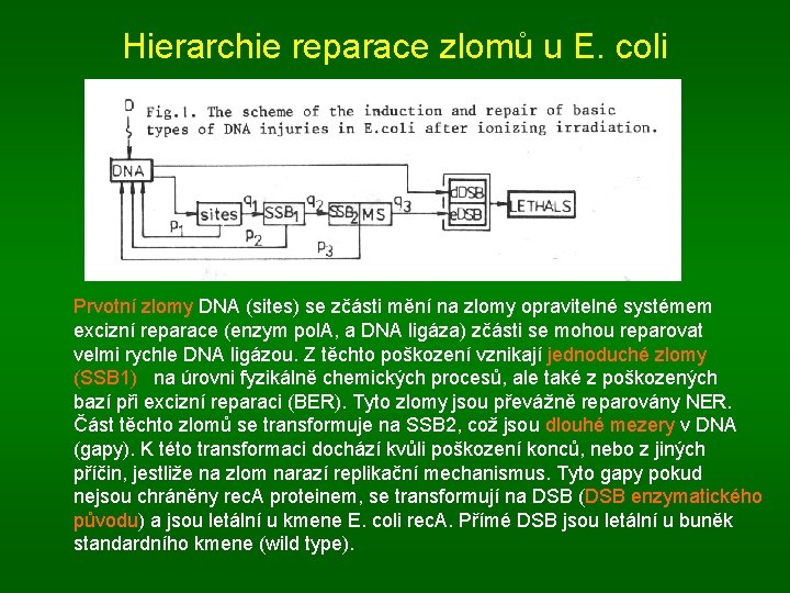 Hierarchie reparace zlomů u E. coli Prvotní zlomy DNA (sites) se zčásti mění na