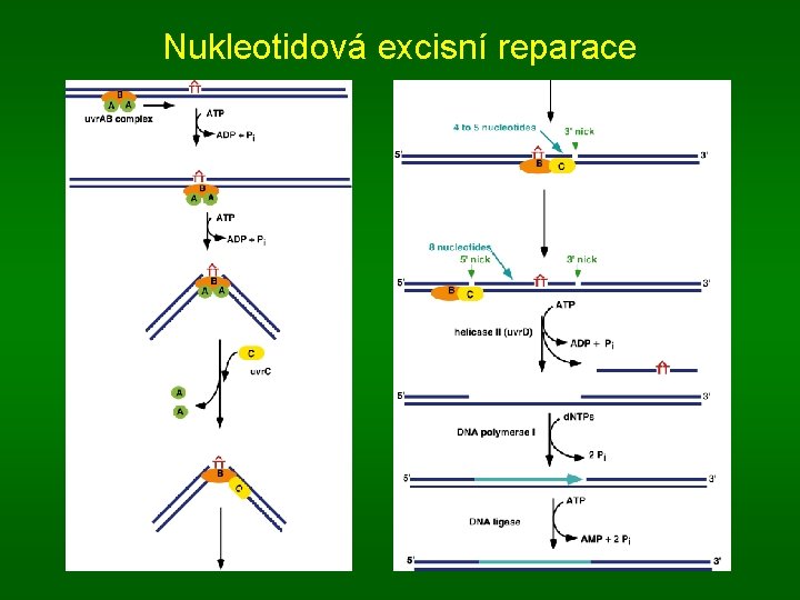 Nukleotidová excisní reparace 