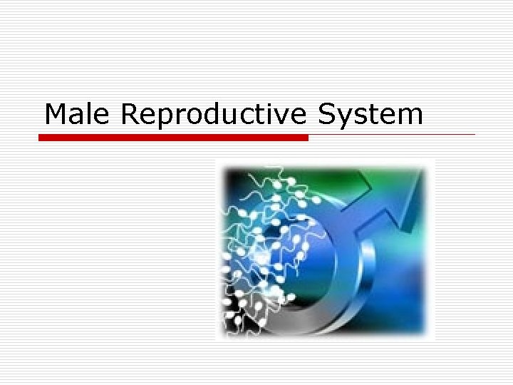 Male Reproductive System 