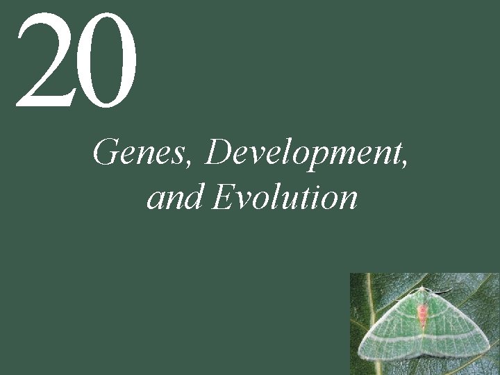 20 Genes, Development, and Evolution 