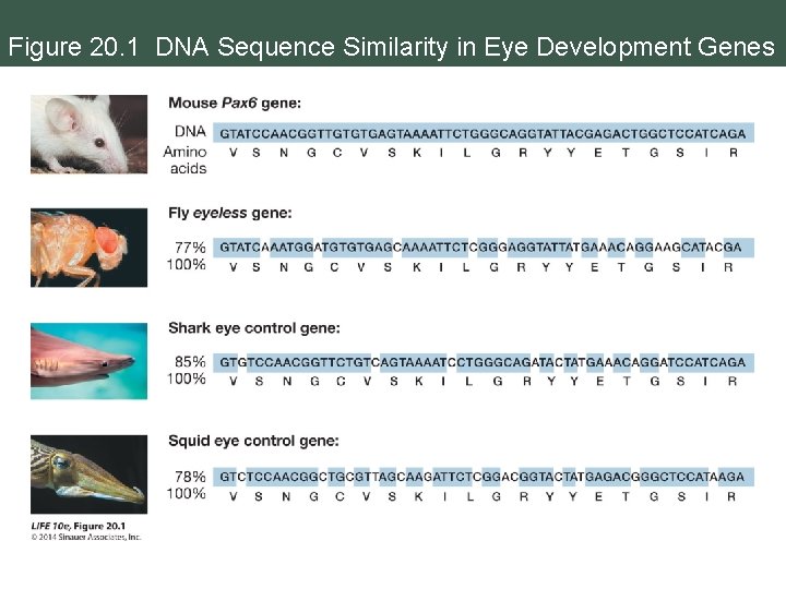 Figure 20. 1 DNA Sequence Similarity in Eye Development Genes 