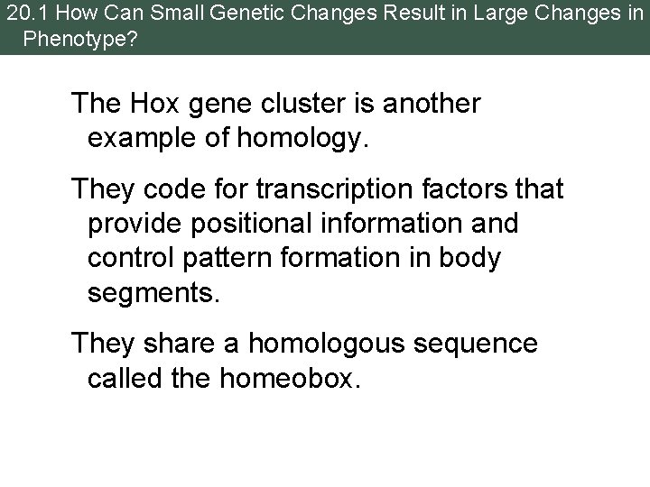 20. 1 How Can Small Genetic Changes Result in Large Changes in Phenotype? The