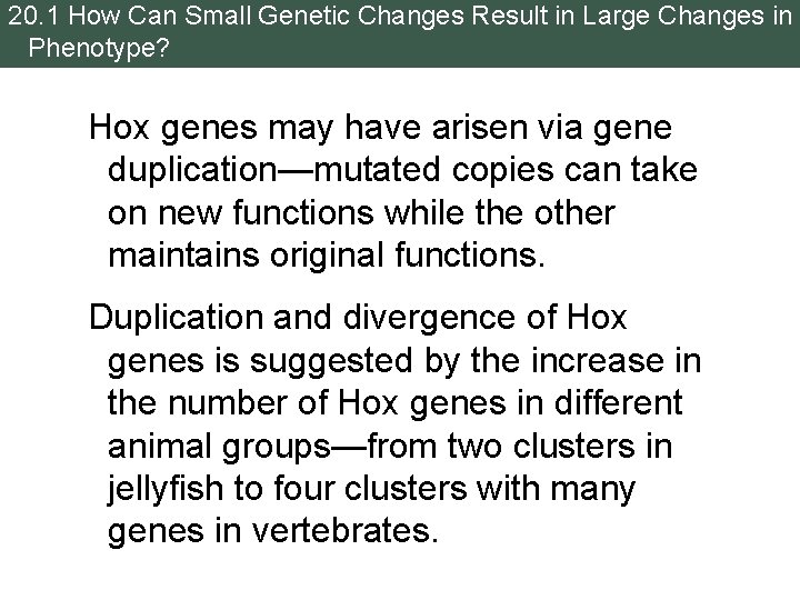 20. 1 How Can Small Genetic Changes Result in Large Changes in Phenotype? Hox