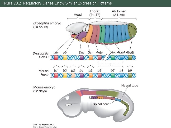 Figure 20. 2 Regulatory Genes Show Similar Expression Patterns 