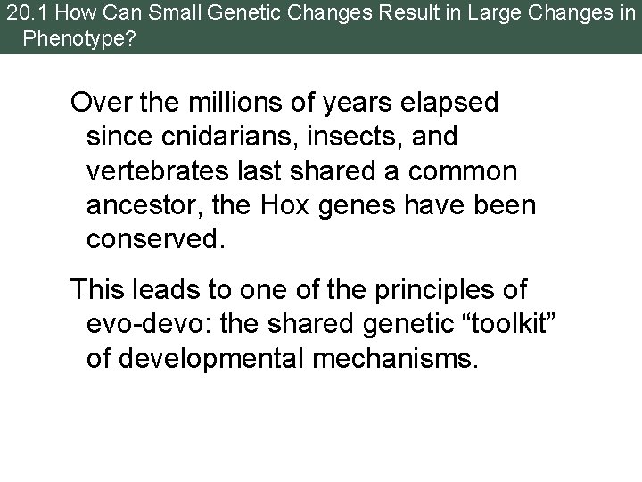 20. 1 How Can Small Genetic Changes Result in Large Changes in Phenotype? Over