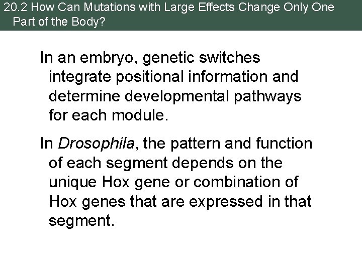 20. 2 How Can Mutations with Large Effects Change Only One Part of the