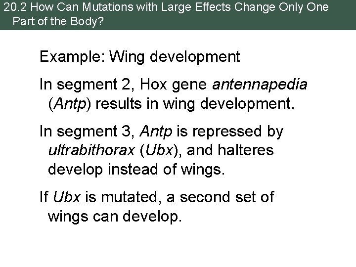 20. 2 How Can Mutations with Large Effects Change Only One Part of the