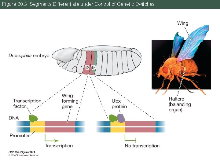Figure 20. 3 Segments Differentiate under Control of Genetic Switches 