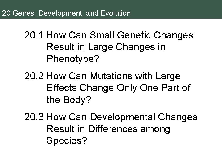 20 Genes, Development, and Evolution 20. 1 How Can Small Genetic Changes Result in