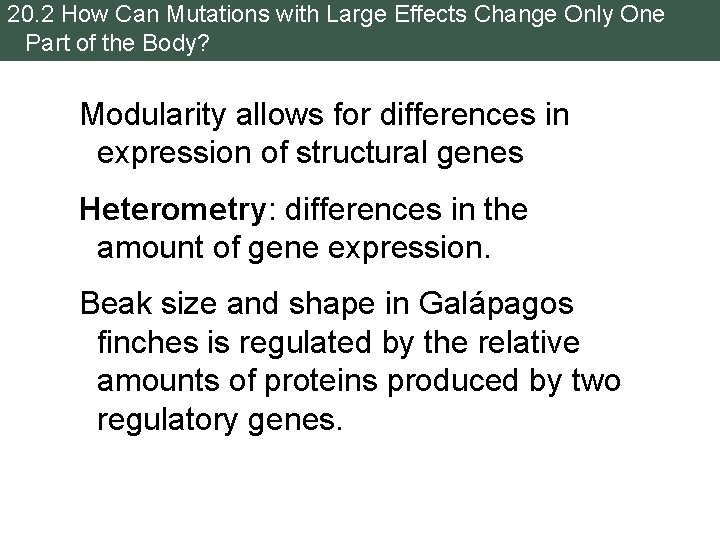 20. 2 How Can Mutations with Large Effects Change Only One Part of the