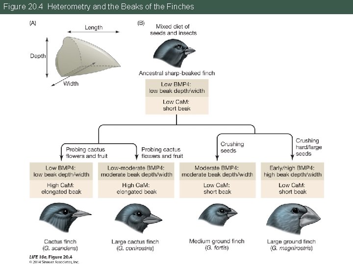 Figure 20. 4 Heterometry and the Beaks of the Finches 